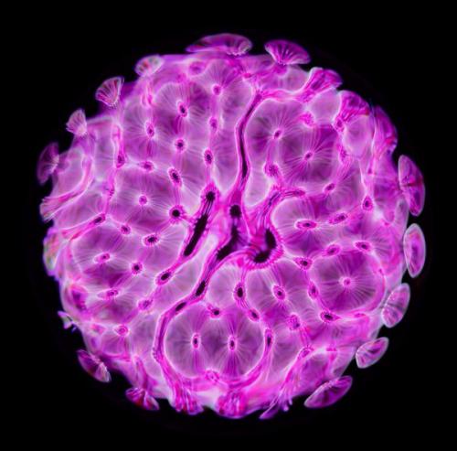 Как выглядит звук: фотограф получил уникальные изображения акустических волн. 05