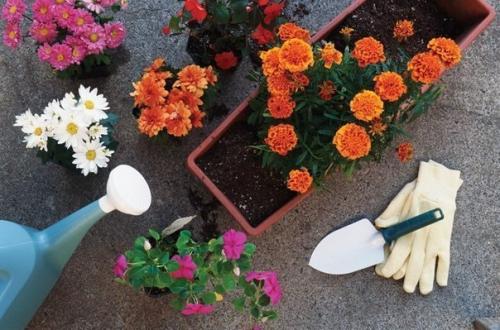 12 эффективных способов удобрить домашние растения. 12 эффективных способов удобрить домашние растения.