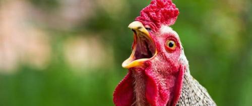 Зачем петухи кукарекают? 

