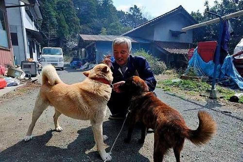 Этот японец вернулся в зараженную зону фукусимы, чтобы кормить брошенных там животных. 01