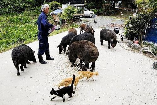 Этот японец вернулся в зараженную зону фукусимы, чтобы кормить брошенных там животных. 03