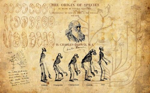 Теория эволюции Дарвина. 7 мифов о Дарвине, его теории и вере.