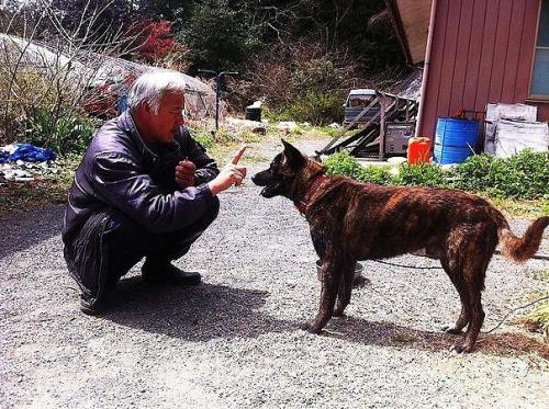 Этот японец вернулся в зараженную зону фукусимы, чтобы кормить брошенных там животных. 08
