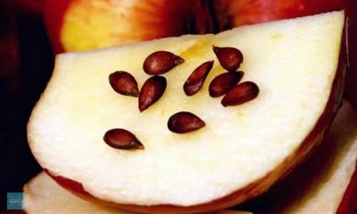 Будьте осторожны!   Семена яблок, как и семена абрикосов, персиков, вишни и даже малины, содержат цианиды. 01