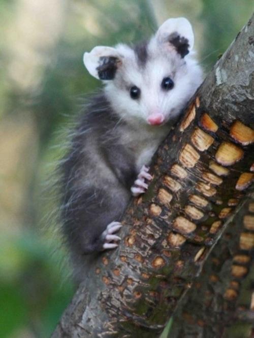 Опоссум - это вовсе не странный зверёк, которого стоит бояться, а один из самых полезных Соседей в дикой природе. 05