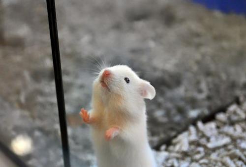 Генетики мышей от аутизма избавили. Генетики мышей от аутизма избавили.