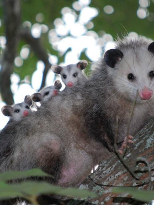 Опоссум - это вовсе не странный зверёк, которого стоит бояться, а один из самых полезных Соседей в дикой природе. 02