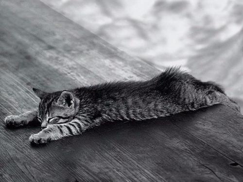 Как кошка расслабиться? Как кошка расслабиться?