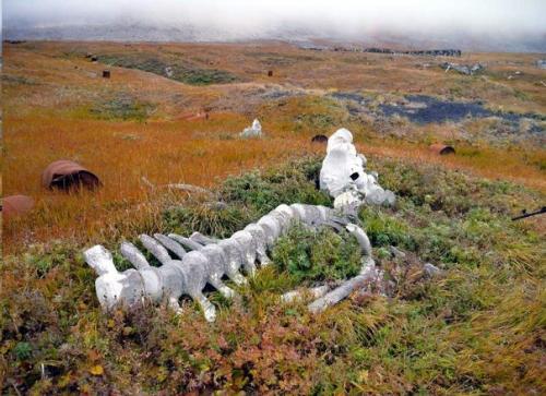 Китовая аллея, Чукотка. 01