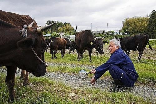 Этот японец вернулся в зараженную зону фукусимы, чтобы кормить брошенных там животных. 04