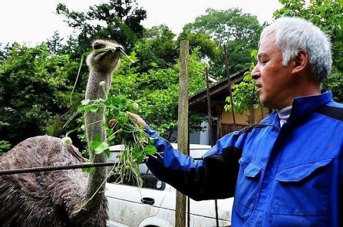 Этот японец вернулся в зараженную зону фукусимы, чтобы кормить брошенных там животных. 05