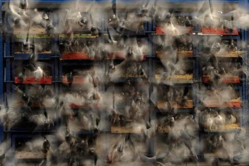 Недавно биологи пришли к выводу, что городские птицы умнее сородичей, обитающих в сельской местности.