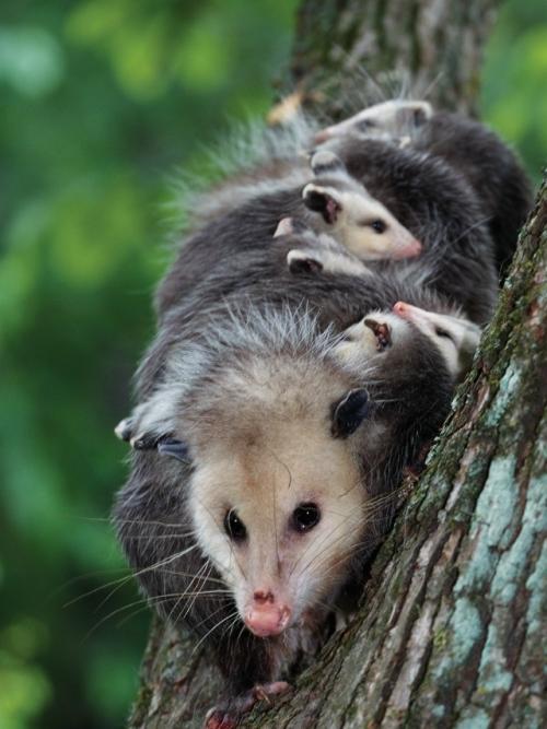 Опоссум - это вовсе не странный зверёк, которого стоит бояться, а один из самых полезных Соседей в дикой природе. 04