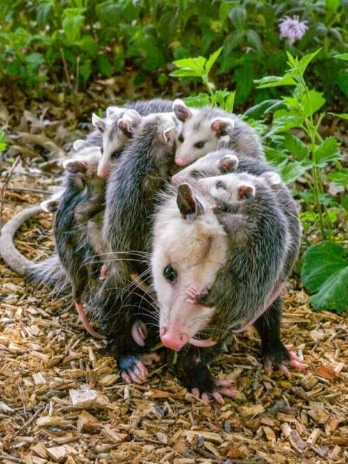 Опоссум - это вовсе не странный зверёк, которого стоит бояться, а один из самых полезных 