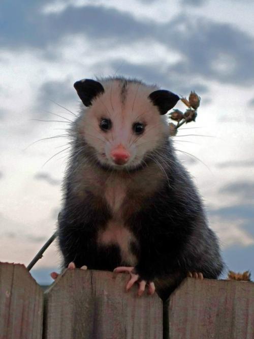 Опоссум - это вовсе не странный зверёк, которого стоит бояться, а один из самых полезных Соседей в дикой природе. 01