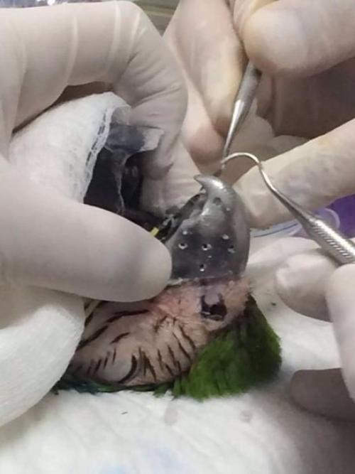 Попугаю по имени гиги клюв из титана напечатали. 05