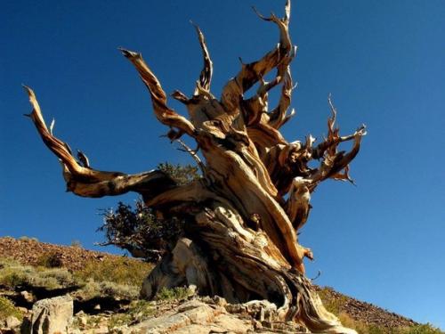 10 удивительных организмов, которые живут невероятно долго. 04 10 удивительных организмов, которые живут невероятно долго. 04