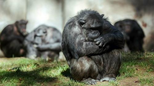 Крупнейшую группу шимпанзе разделил жестокий конфликт.


