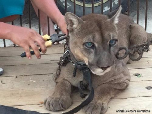 История о спасении пумы, которая жила в грузовике. 01