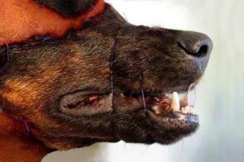 На днях лицо собаки было пересажено одному австралийскому художнику. 04