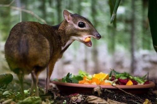 Малайский канчиль ( Мышиный Олень) - это самое маленькое парнокопытное на планете, обитающее в юго-восточной Азии.