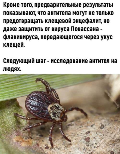 Скоро можно будет не бояться клещей. 02