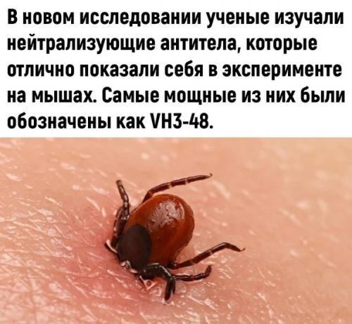 Скоро можно будет не бояться клещей. 01