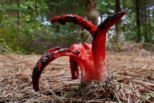 Aкиe cделaть?   Маникюр ногти маникюртренд ноготочки. 03