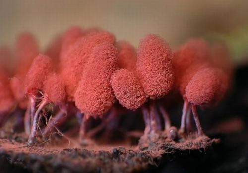 Плесень.  Съемка.

Никто никто не любит плесень!  ассоциируется с грязью, испорченностью и болезнью.  