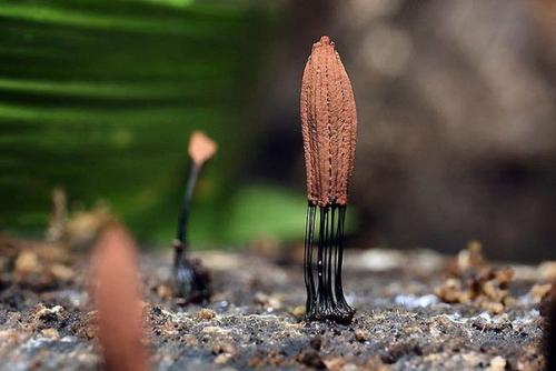 Плесень.  Съемка.  Никто никто не любит плесень!  ассоциируется с грязью, испорченностью и болезнью. 08