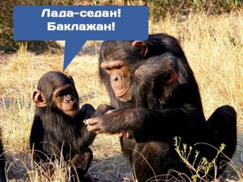 Дикие шимпанзе оказались способны заботиться о своих детенышах - инвалидах. Дикие шимпанзе оказались способны заботиться о своих детенышах - инвалидах.