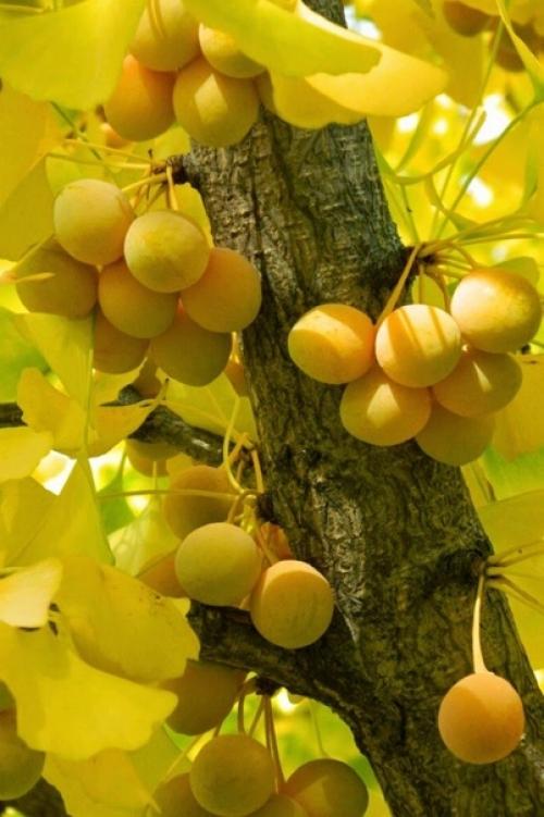 Дерево гинкго абсолютно уникально. 04