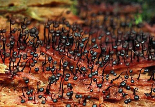 Плесень.  Съемка.  Никто никто не любит плесень!  ассоциируется с грязью, испорченностью и болезнью. 05