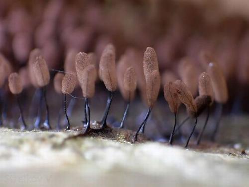 Плесень.  Съемка.  Никто никто не любит плесень!  ассоциируется с грязью, испорченностью и болезнью. 09