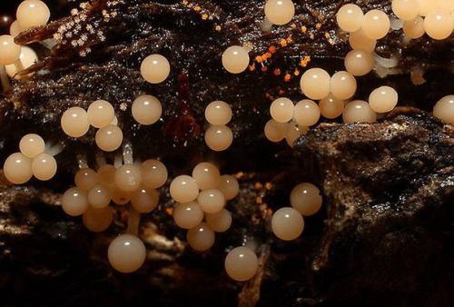 Плесень.  Съемка.  Никто никто не любит плесень!  ассоциируется с грязью, испорченностью и болезнью. 02