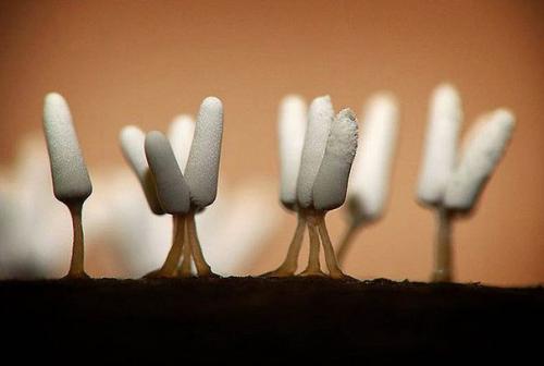 Плесень.  Съемка.  Никто никто не любит плесень!  ассоциируется с грязью, испорченностью и болезнью. 03