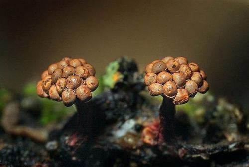 Плесень.  Съемка.  Никто никто не любит плесень!  ассоциируется с грязью, испорченностью и болезнью. 04