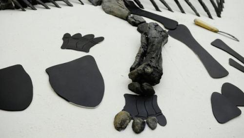 Невероятное открытие: в Антарктиде жили динозавры. 06