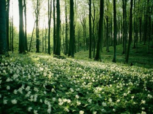 Где находится остров буян? 05 Где находится остров буян? 05