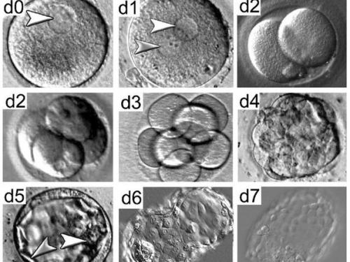 Генетические эксперименты с эмбрионами человека.