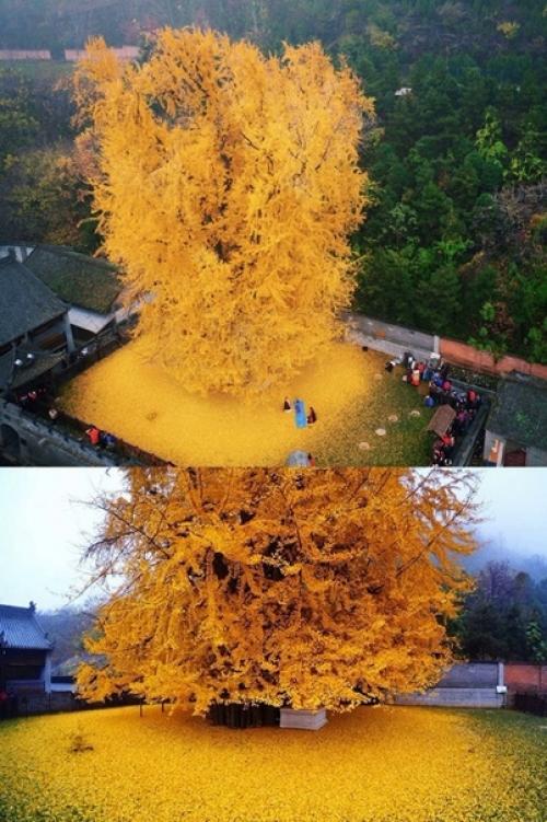 Дерево гинкго абсолютно уникально. 01