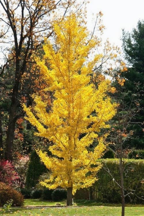 Дерево гинкго абсолютно уникально. 02