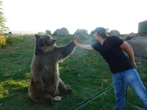 Парень двух медвежат возле мертвой медведицы нашел. 08