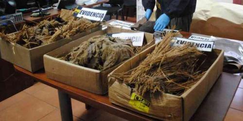 В Чили обнаружили три мумии, которым более чем 900 лет. 05 В Чили обнаружили три мумии, которым более чем 900 лет. 05