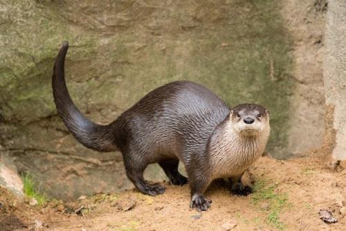 10 самых очаровательных фактов о животных. 10 самых очаровательных фактов о животных.