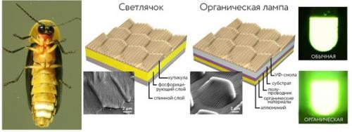 Ученые из южной Кореи улучшили органические светодиоды, вдохновившись светлячками. 01