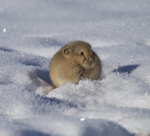 Эти Забавные Животные.