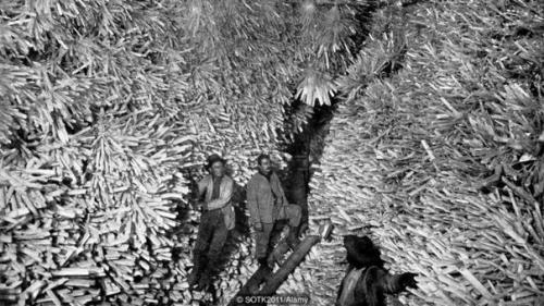 В земных ледниках просыпаются опасные болезни. 07 В земных ледниках просыпаются опасные болезни. 07