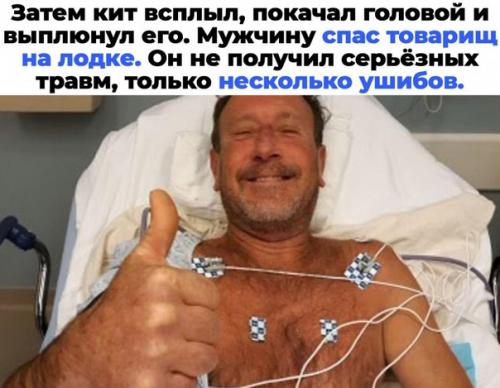 Как правило, горбатые киты не агрессивны. 02