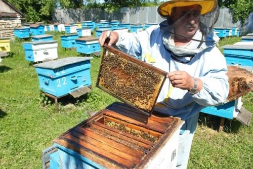 Пчелы могут производить цветной мед. 01